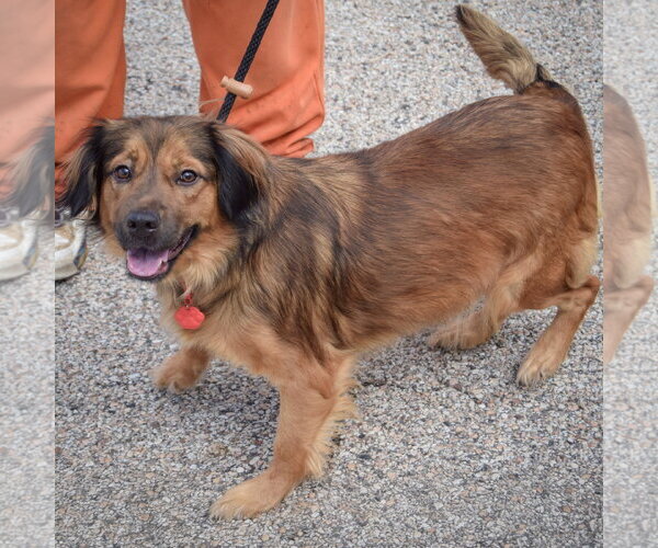 Medium Photo #3 Australian Shepherd-Unknown Mix Puppy For Sale in Huntley, IL, USA