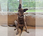 Small #5 Labrador Retriever Mix