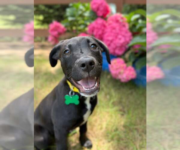 Medium Photo #5 Labrador Retriever-Unknown Mix Puppy For Sale in Greenville, SC, USA