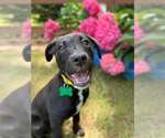 Small #4 Labrador Retriever Mix