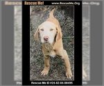 Small Photo #1 Labrador Retriever-Unknown Mix Puppy For Sale in Benton, PA, USA