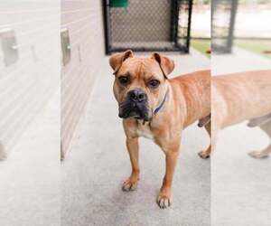 Bull-Boxer Dogs for adoption in McKinney, TX, USA