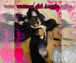 Small Photo #6 Australian Shepherd-Pembroke Welsh Corgi Mix Puppy For Sale in GALLEGOS, NM, USA