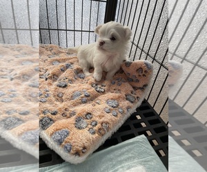 Maltese Puppy for sale in OLDSMAR, FL, USA