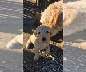 Medium Goldendoodle