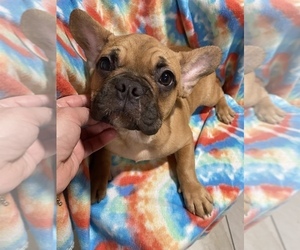 French Bulldog Puppy for sale in HAMDEN, CT, USA