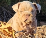 Small Photo #24 English Bulldog Puppy For Sale in HESPERIA, CA, USA