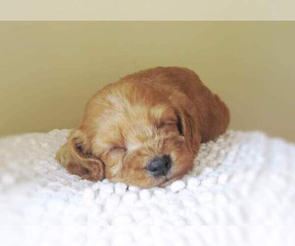 Medium Photo #2 Cockapoo Puppy For Sale in LINCOLN, MO, USA