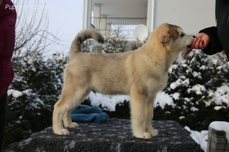 Alaskan Malamute Puppy for sale in Hrodna, Grodnenskaya, Belarus