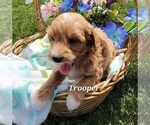 Small Photo #4 Goldendoodle (Miniature) Puppy For Sale in GOBLES, MI, USA