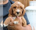 Small #4 Goldendoodle (Miniature)