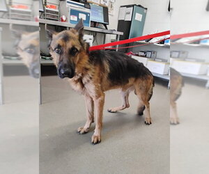 German Shepherd Dog Dogs for adoption in San Bernardino, CA, USA