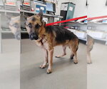 BEN - Male German Shepherd Dog Dog for Adoption - Small photo