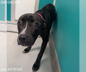 Mutt Dogs for adoption in Oklahoma City, OK, USA
