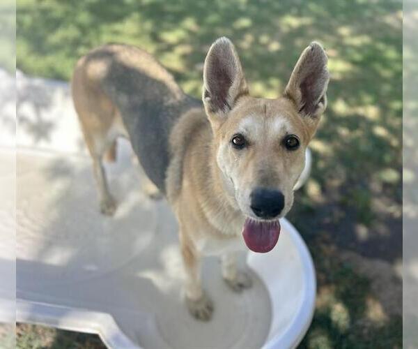Medium Photo #3 German Shepherd Dog Puppy For Sale in Riverside, CA, USA