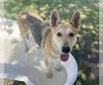 Small #2 German Shepherd Dog
