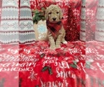 Small Photo #6 Poodle (Standard) Puppy For Sale in LUTZ, FL, USA