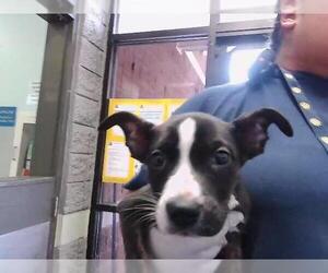 Mutt Dogs for adoption in Tulsa, OK, USA