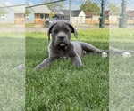 Puppy Puppy 1 Cane Corso