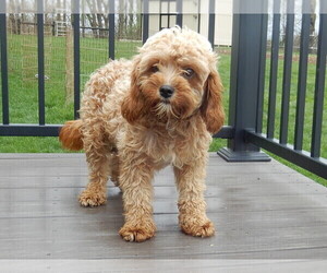 Mother of the Cavapoo puppies born on 06/05/2025