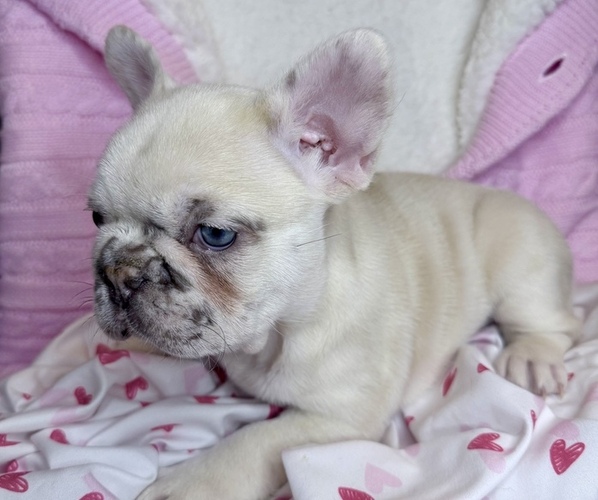 Medium Photo #4 French Bulldog Puppy For Sale in WINDSOR, MO, USA