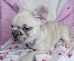 Small #3 French Bulldog