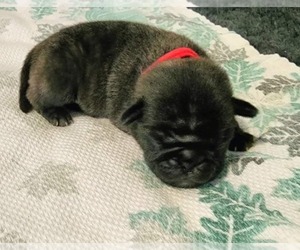 Pug Puppy for Sale in YELM, Washington USA