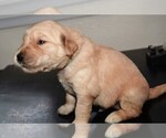 Small Photo #24 Golden Retriever Puppy For Sale in POULSBO, WA, USA