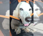 Small #6 Basset Hound