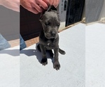Small Photo #11 Cane Corso Puppy For Sale in RANCHO PALOS VERDES, CA, USA