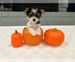 Puppy Puppy 5 Yorkshire Terrier