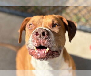 American Pit Bull Terrier Dogs for adoption in Tulsa, OK, USA