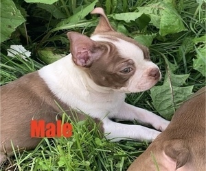 Boston Terrier Puppy for sale in MIDDLETON, MA, USA