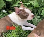 Image preview for Ad Listing. Nickname: Boston Pups