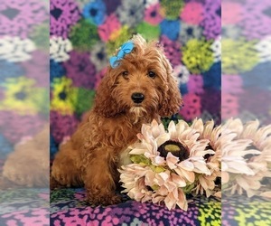Cavalier King Charles Spaniel-Goldendoodle Mix Puppy for sale in LEOLA, PA, USA
