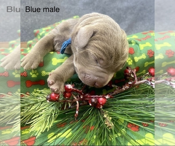 Medium Photo #1 Labrador Retriever Puppy For Sale in CENTENNIAL, CO, USA