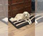 Small #4 Great Pyrenees Mix