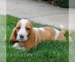 Small #3 Basset Hound