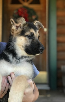Medium Photo #1 German Shepherd Dog Puppy For Sale in URBANA, OH, USA