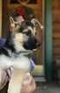 Small Photo #1 German Shepherd Dog Puppy For Sale in URBANA, OH, USA