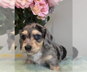 Dachshund Puppy for sale in NASHVILLE, TN, USA