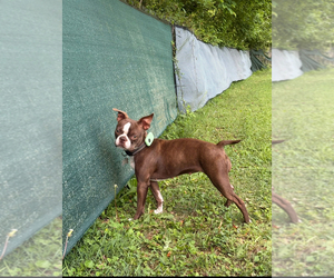 Father of the Boston Terrier puppies born on 07/13/2025