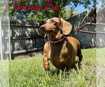 Small Photo #3 Dachshund Puppy For Sale in San Antonio, TX, USA