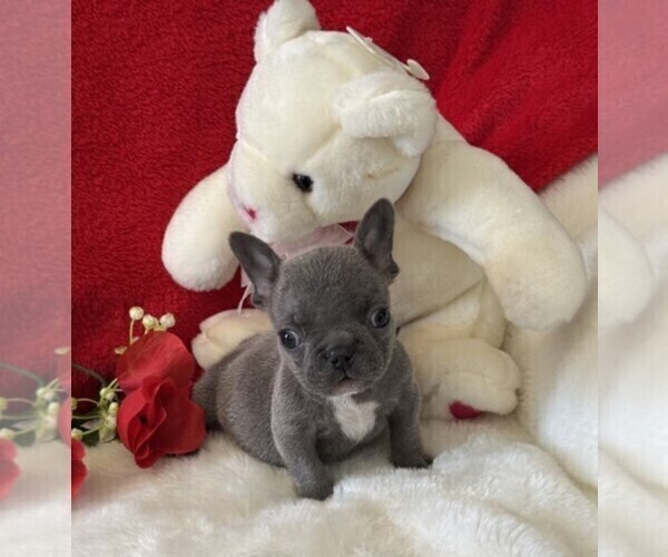 Medium Photo #1 French Bulldog Puppy For Sale in NAPLES, FL, USA