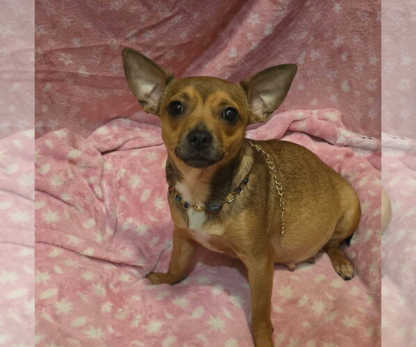 Medium Photo #1 Chihuahua-Unknown Mix Puppy For Sale in Alexander, AR, USA