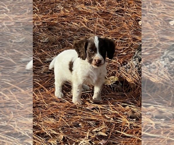 Medium Photo #1 Cocker Spaniel Puppy For Sale in MOULTRIE, GA, USA