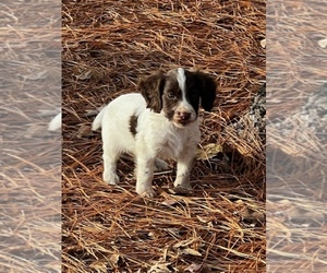 Cocker Spaniel Puppy for sale in MOULTRIE, GA, USA