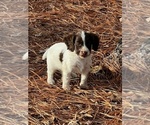 Small Photo #1 Cocker Spaniel Puppy For Sale in MOULTRIE, GA, USA