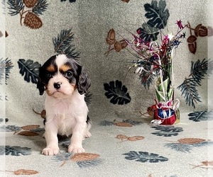 Cavalier King Charles Spaniel Puppy for sale in MOUNT PLEASANT, MI, USA