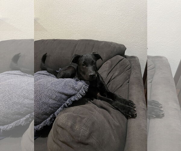 Medium Photo #5 Labrador Retriever-Unknown Mix Puppy For Sale in Virginia Beach, VA, USA